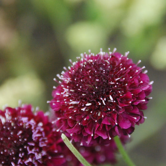 Close-up of two purple flowers with a blurred green background