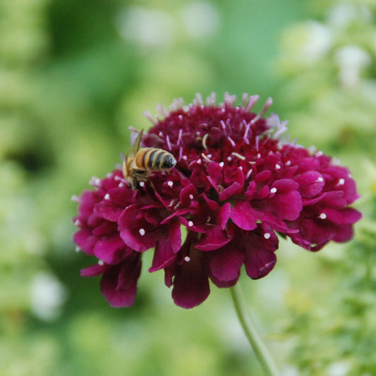 Purple flower with a bee on it against a blurred green background