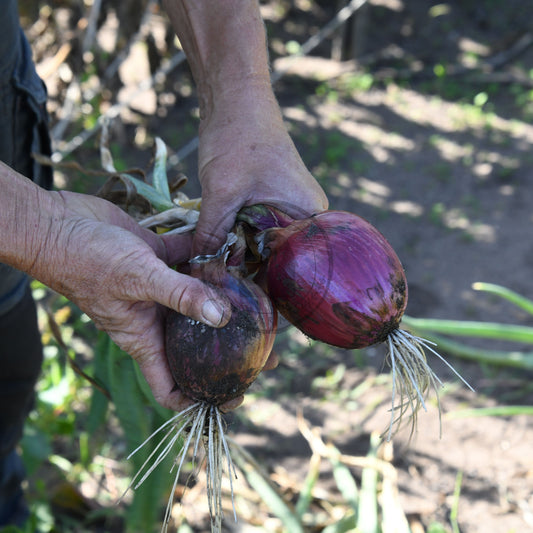 Person holding two red onions in a garden setting