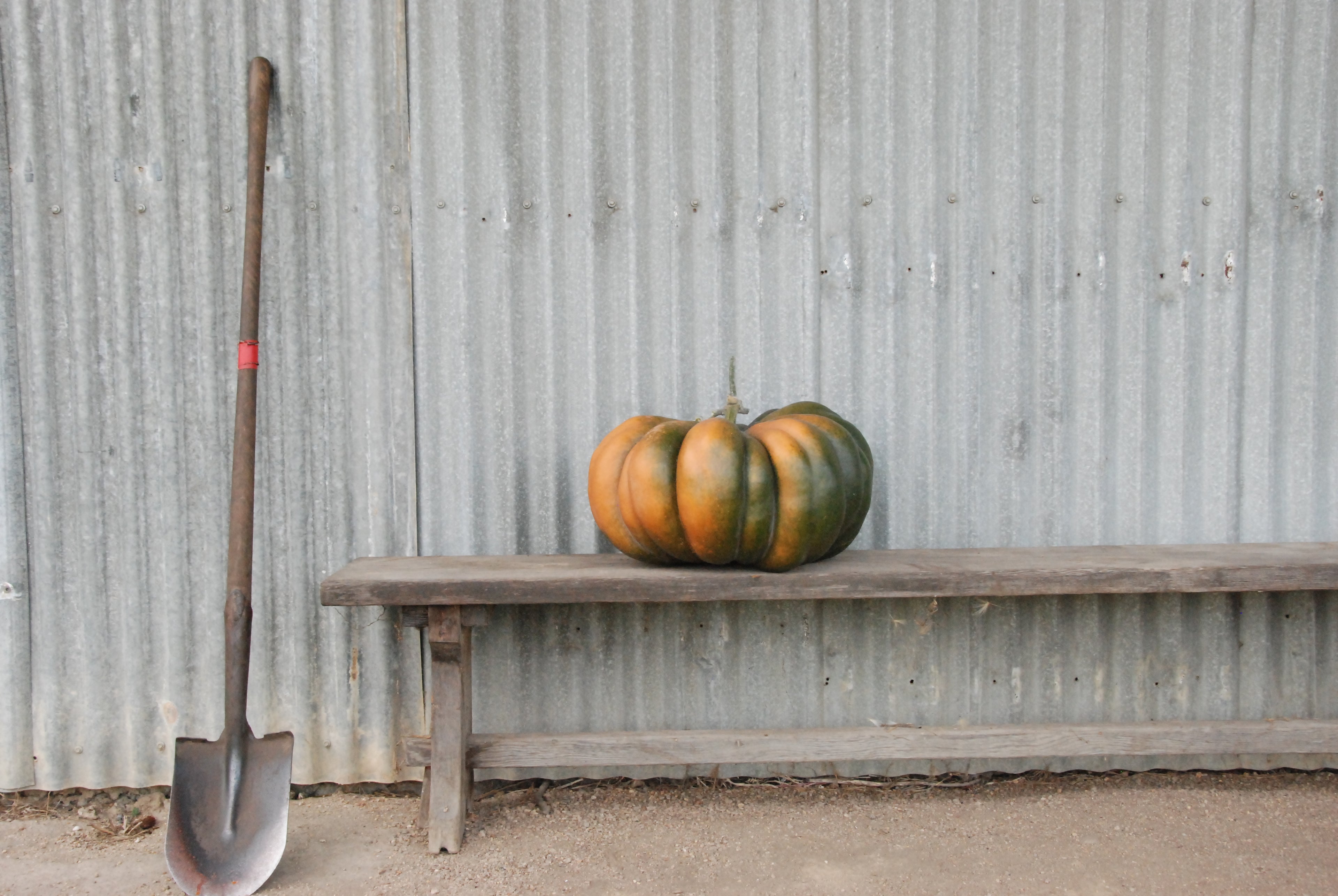 Pumpkin on a wooden bench with a shovel beside it against a corrugated metal wall.
