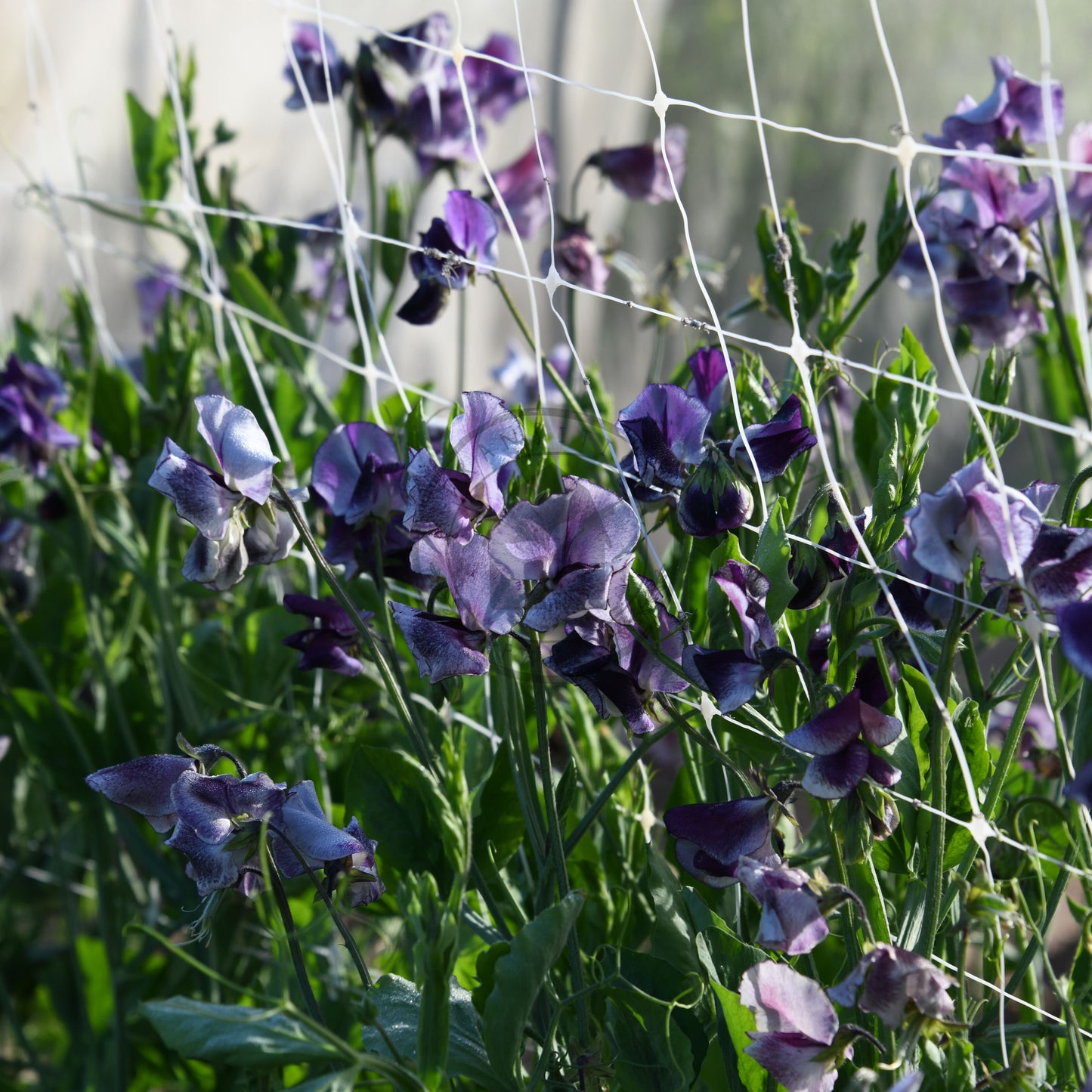 Purple flowers growing on a trellis with green leaves