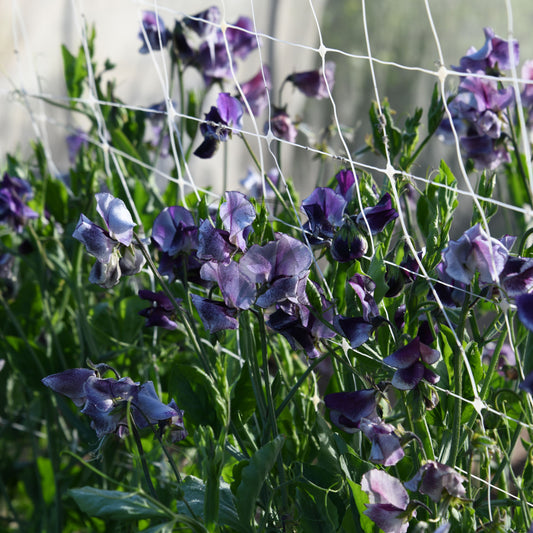 Purple flowers growing on a trellis with green leaves