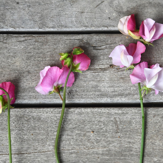 Sweet Pea 'Nuance'