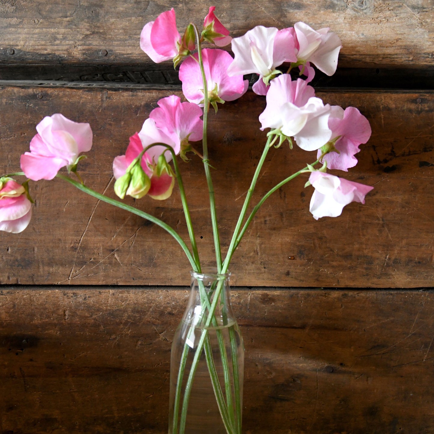 Sweet Pea 'Nuance'