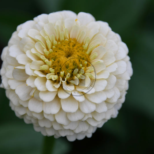 Close-up of an ivory zinnia with a yellow center against a blurred green background