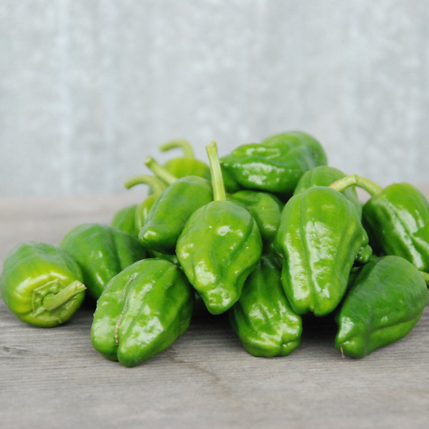 Padron peppers on a wooden surface with a gray background