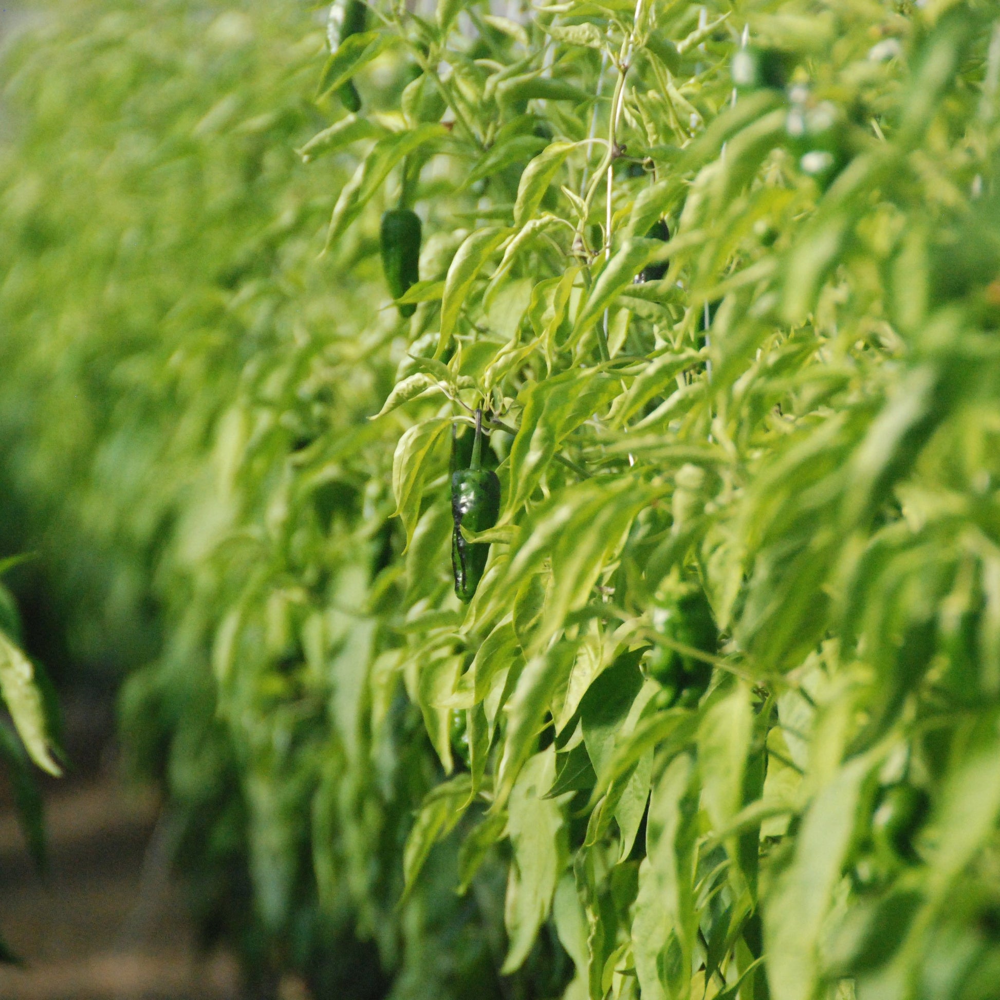 Padron pepper seed crop growing at transition farm