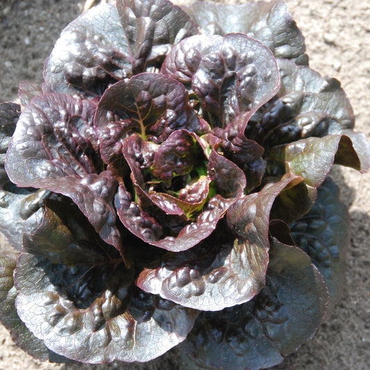 Purple leafy lettuce on soil