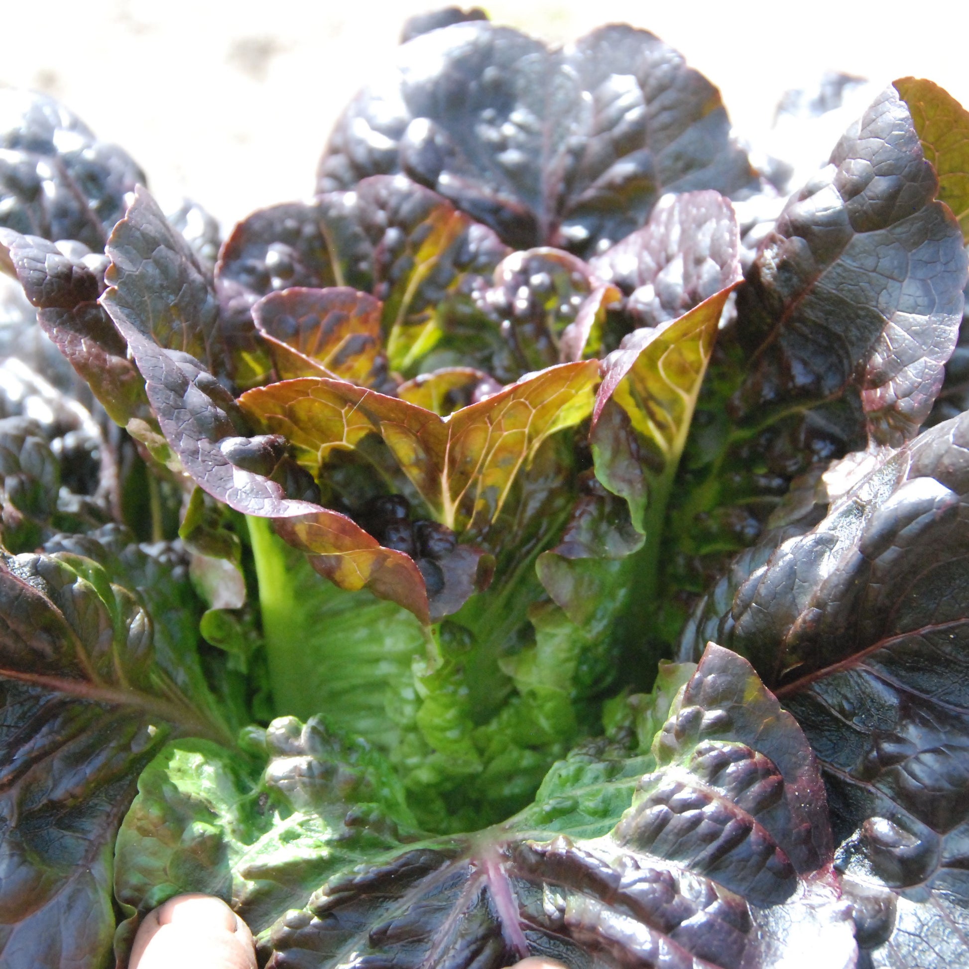 Close-up of a leafy green vegetable with purple and green leaves.