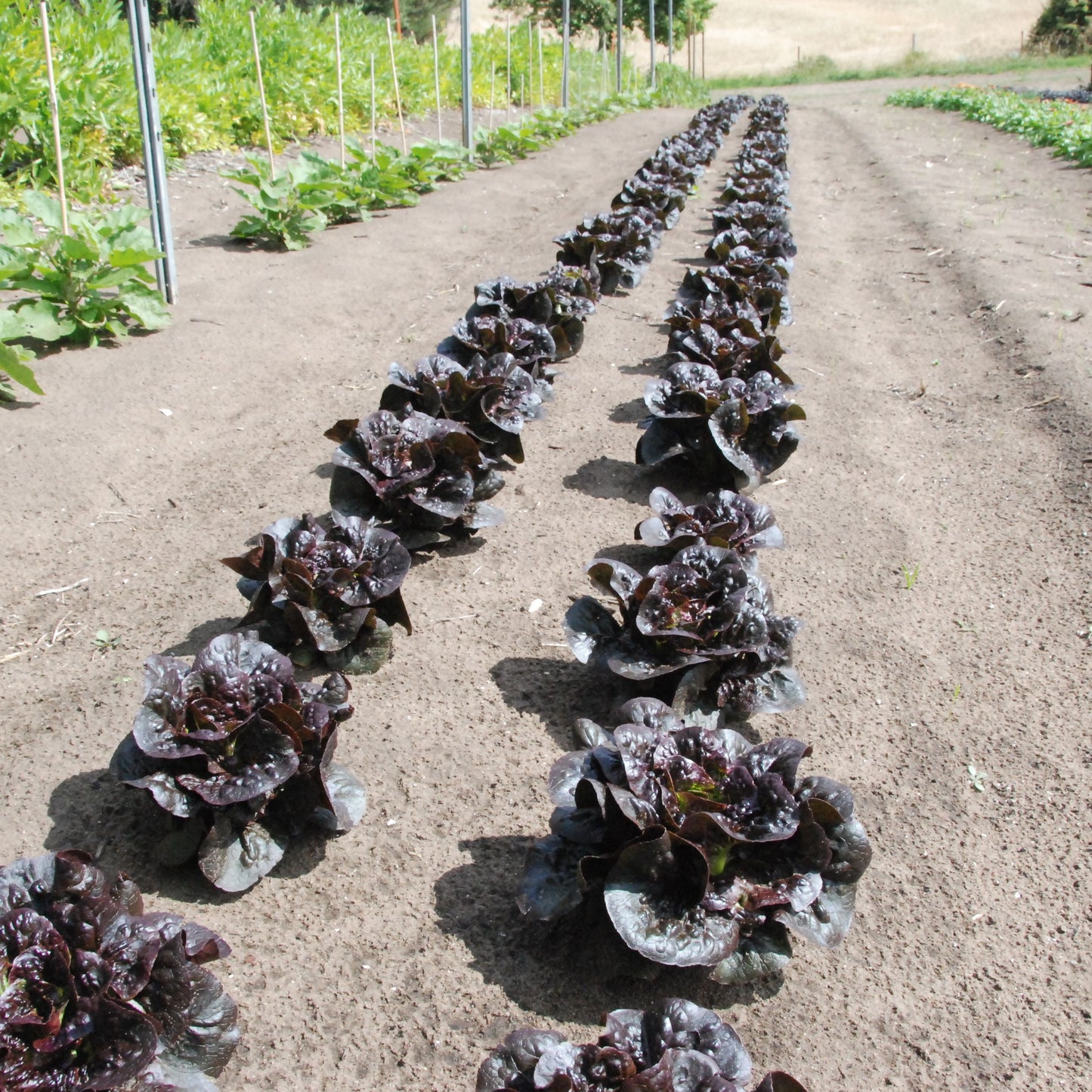 Row of purple leafy plants in a garden setting