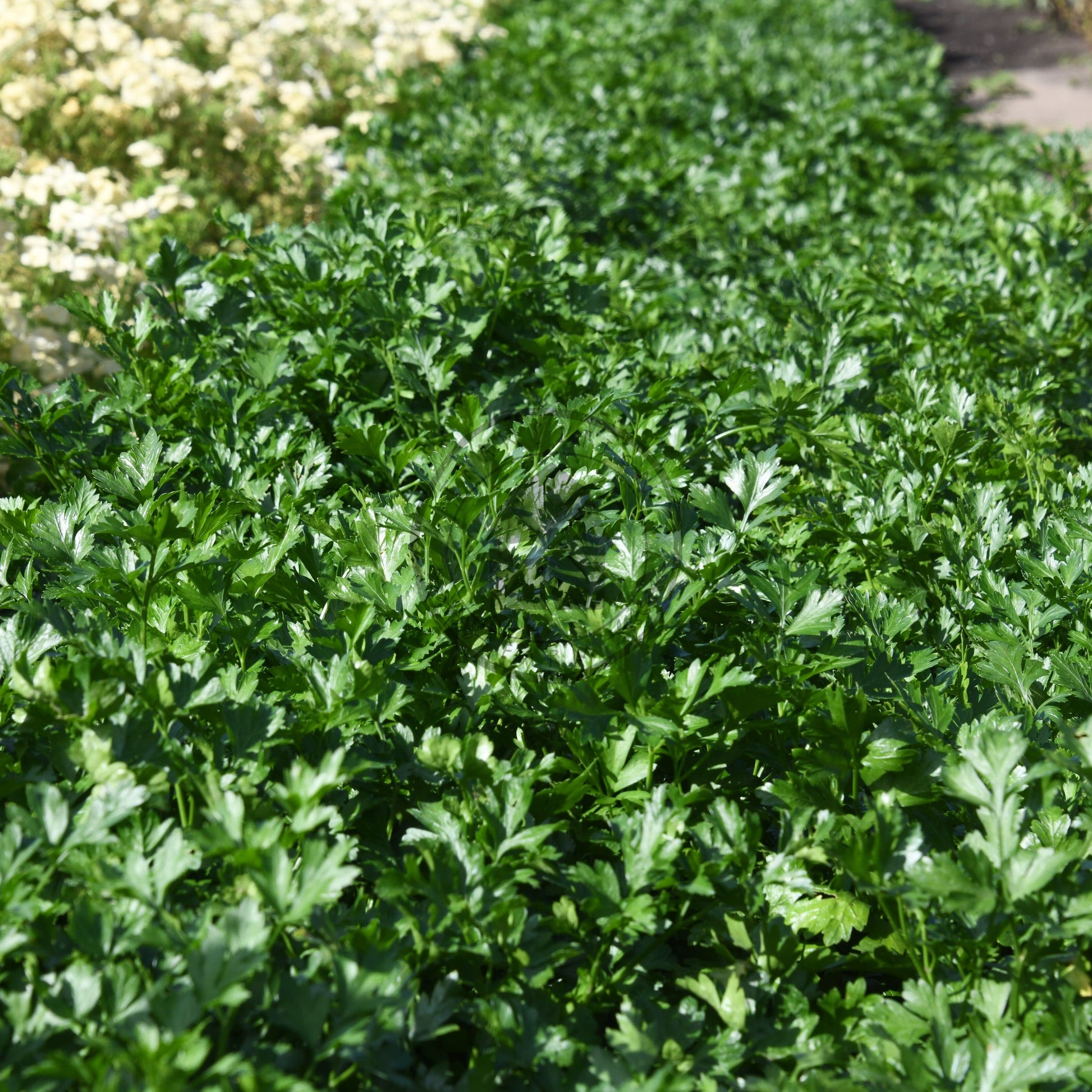 Row of green plants growing in a garden with white flowers in the background
