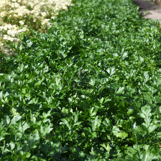 Row of green plants growing in a garden with white flowers in the background