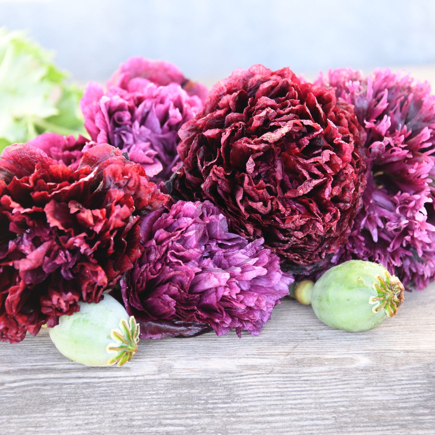Purple and red flowers on a wooden surface with blurred greenery in the background