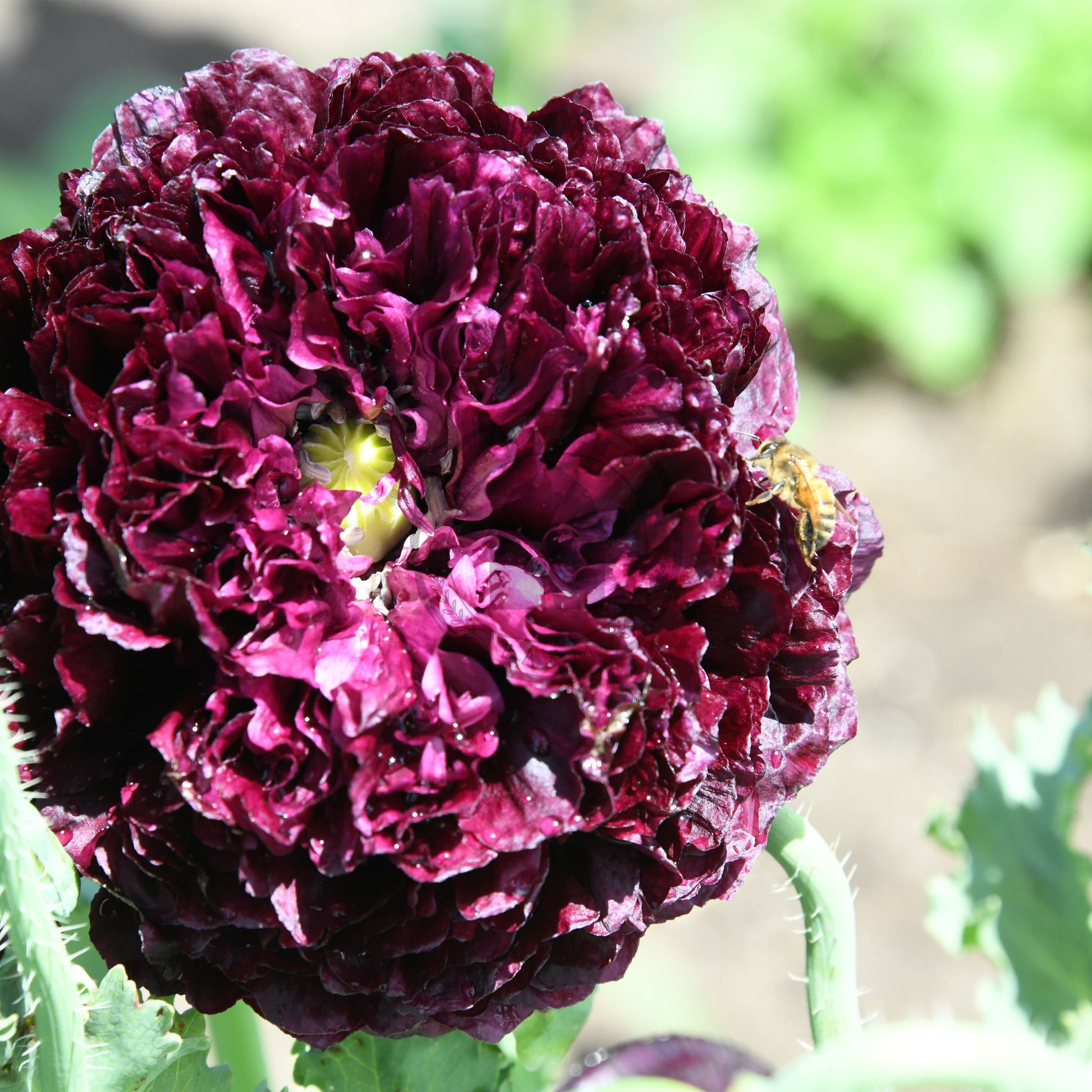 Close-up of a deep purple flower with green leaves in the background