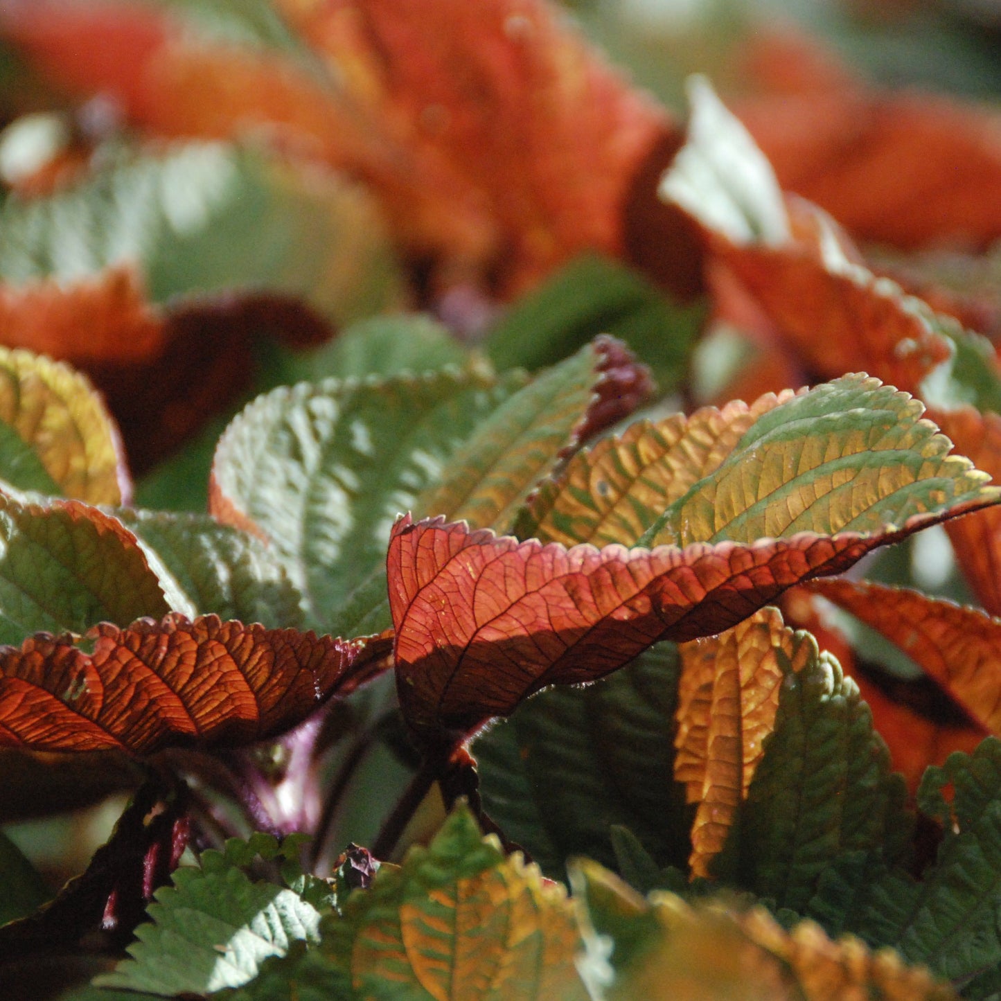 Close-up of colorful leaves with red, green, and orange hues.
