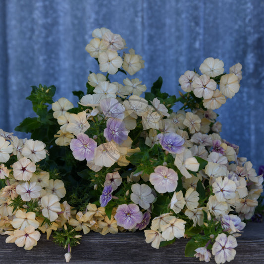 Floral arrangement with white and purple flowers against a blue curtain background