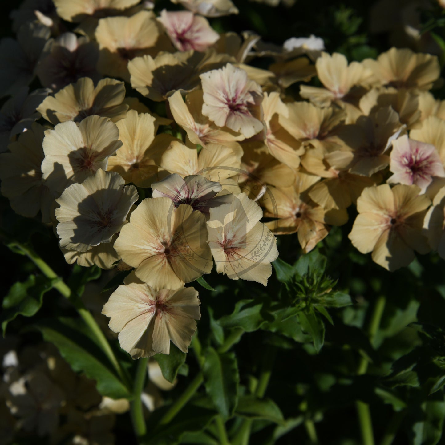 Close-up of beige flowers with green leaves on a dark background