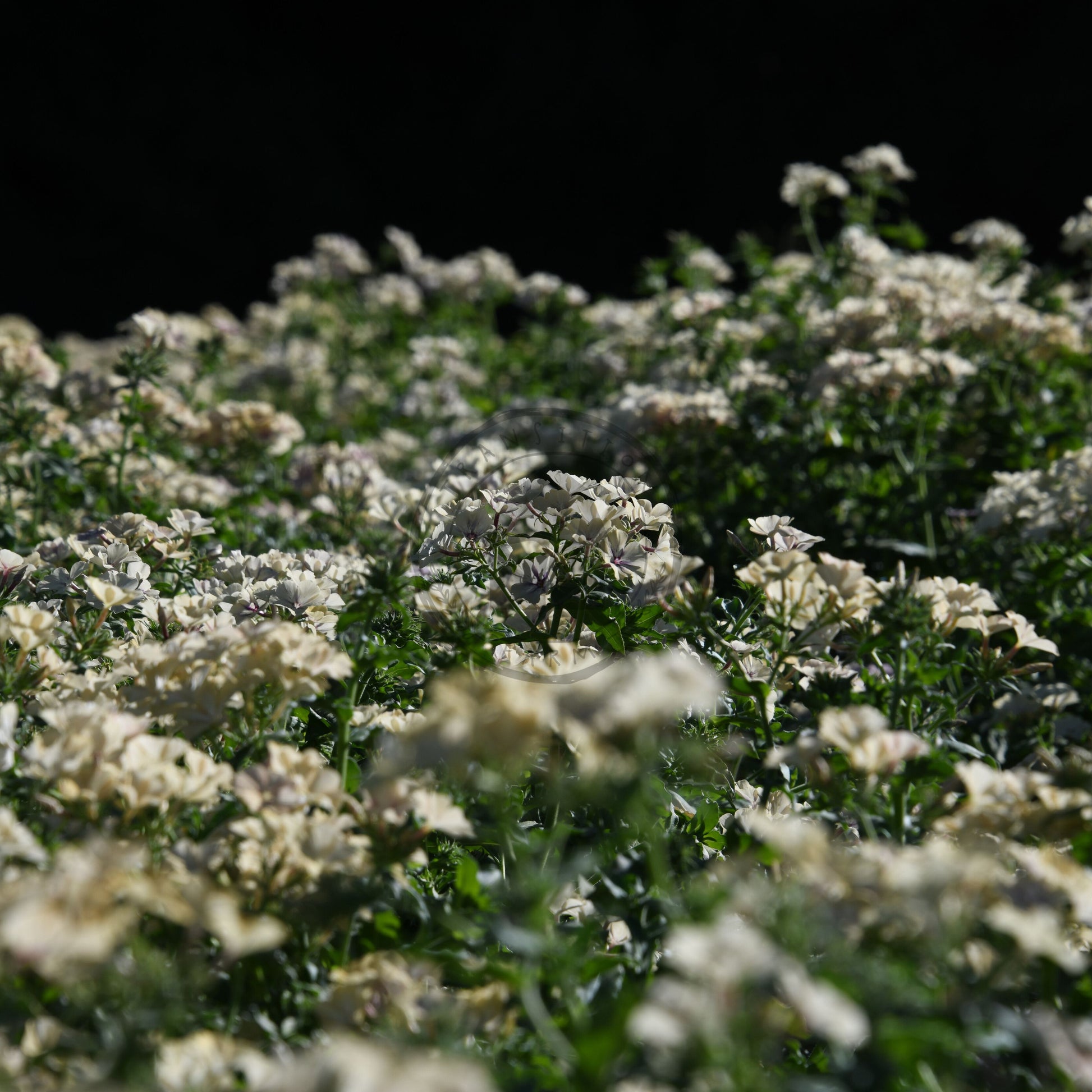 Field of white flowers with a dark background