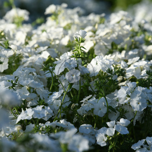 Close-up of white flowers with a blurred green background