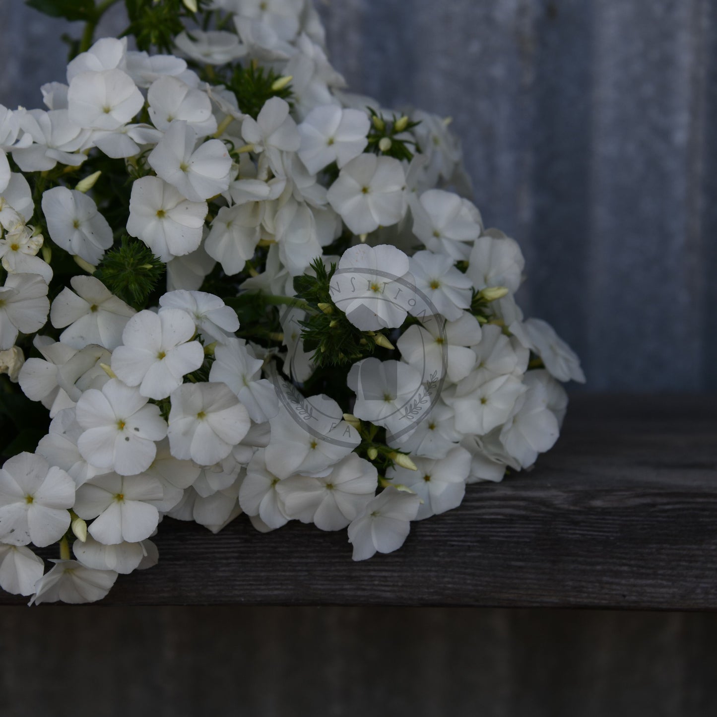 Bouquet of white flowers on a wooden surface with a blurred background