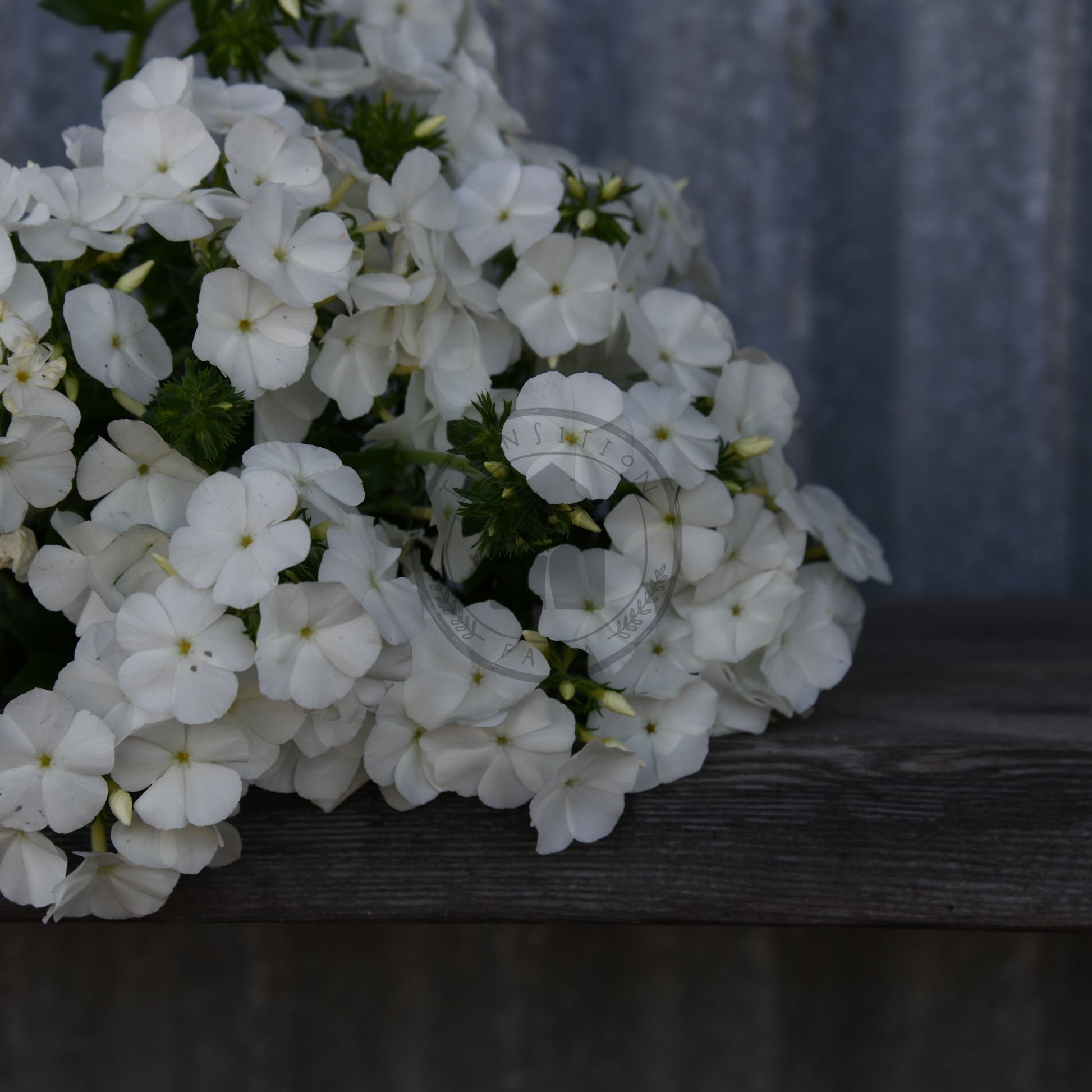 Bouquet of white flowers on a wooden surface with a blurred background
