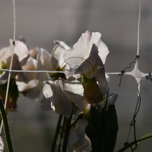 Floral arrangement with a blurred background