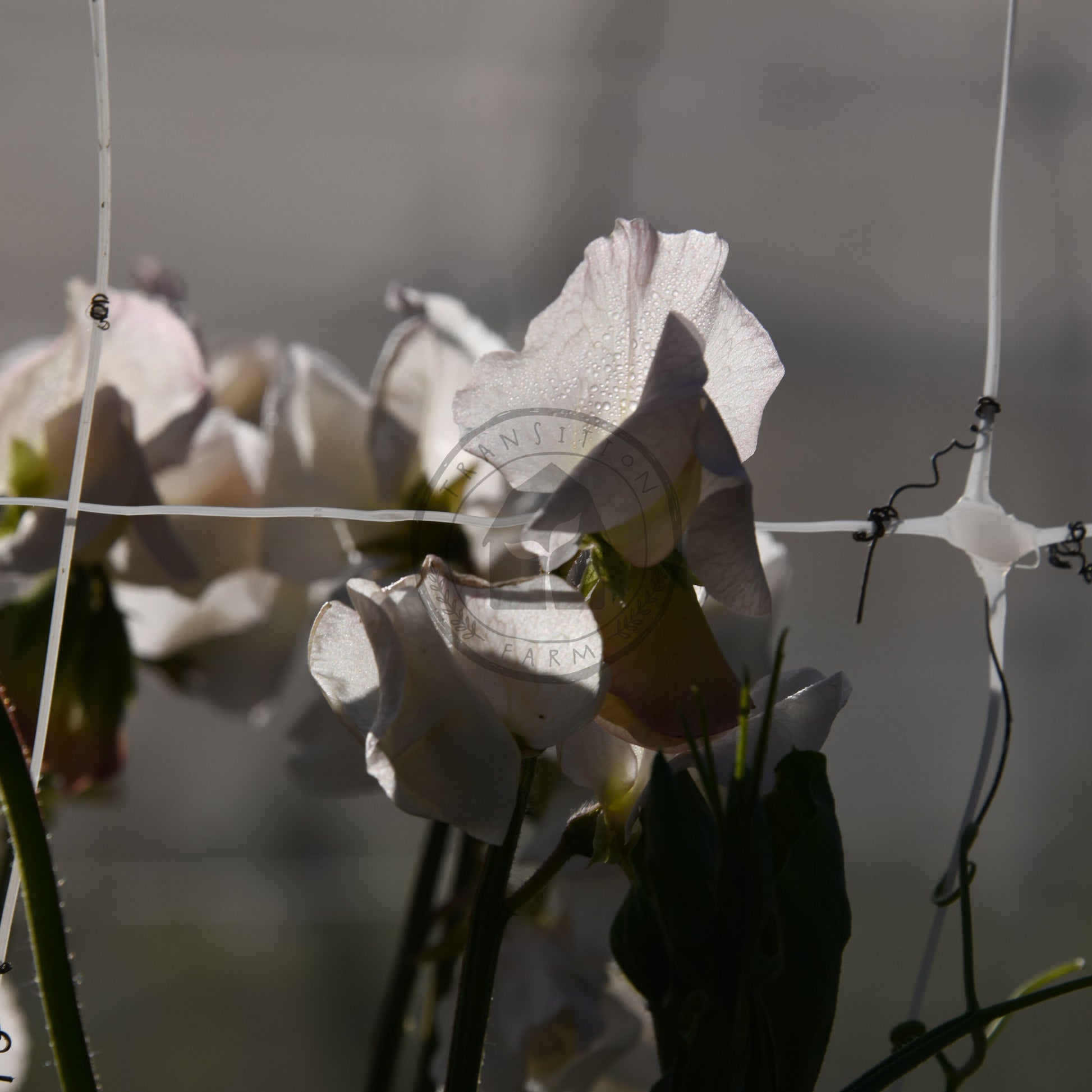 Floral arrangement with a blurred background