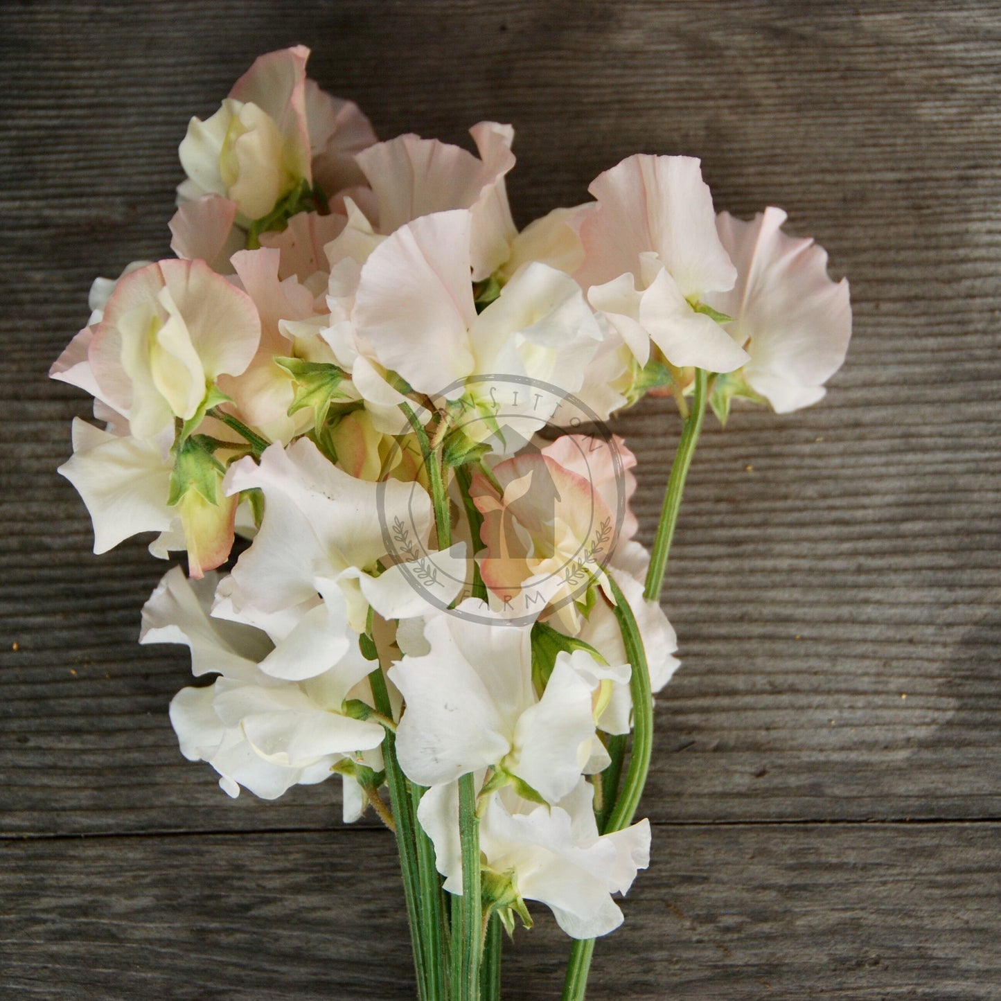 Sweet Pea 'Piggy Sue'