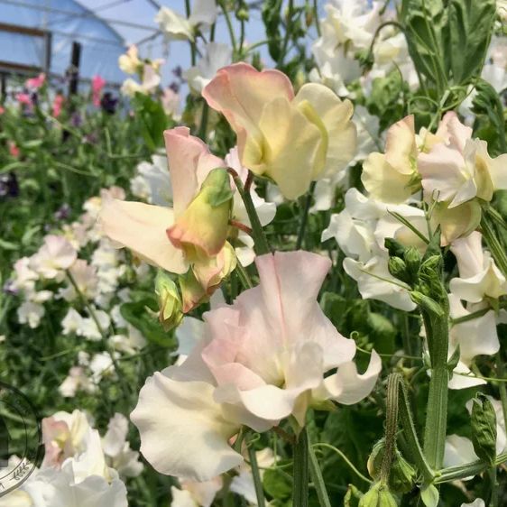 Sweet Pea 'Piggy Sue'