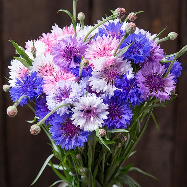 Bouquet of purple, pink, and white cornflowers against a dark background