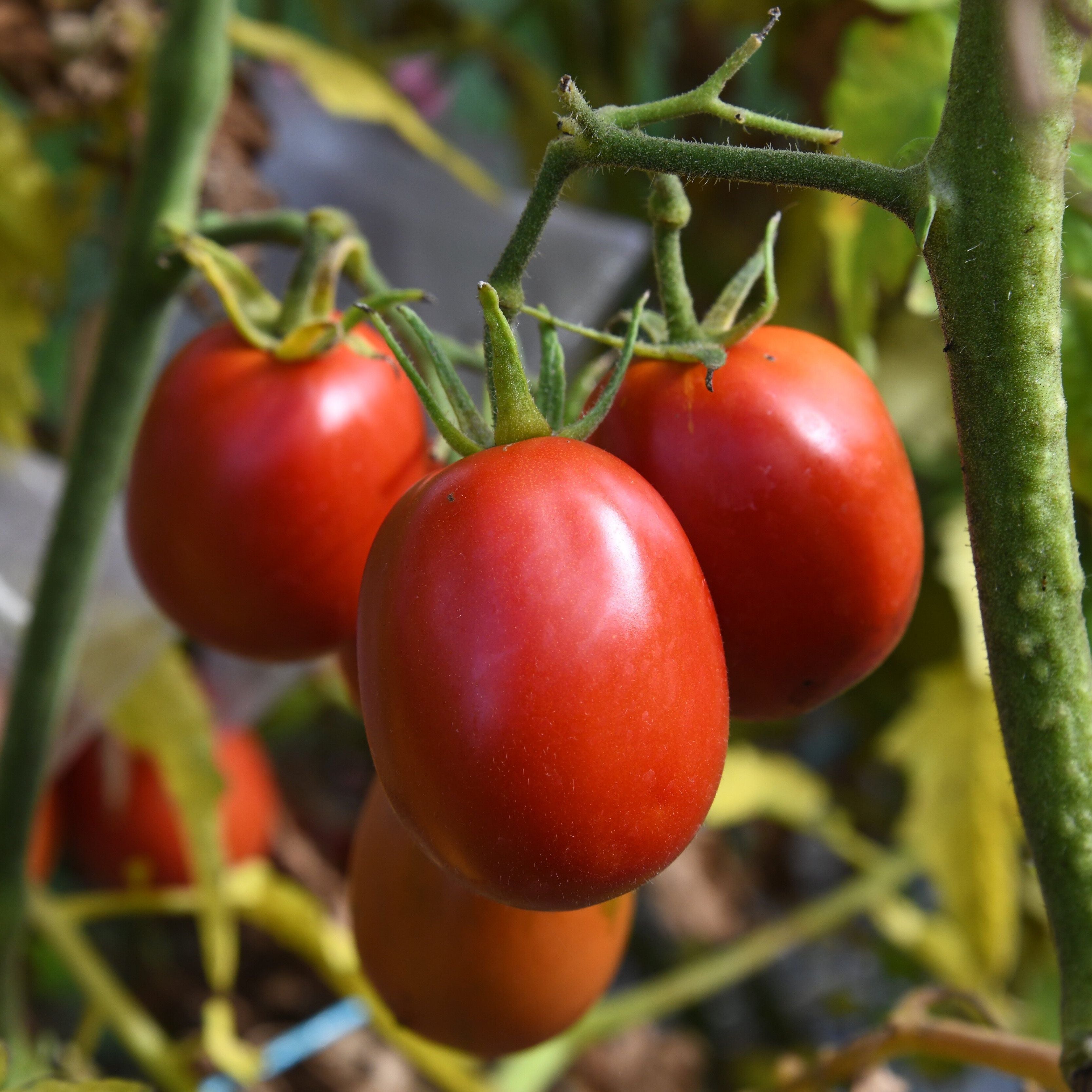 Tomato 'Quadro' – Transition Farm