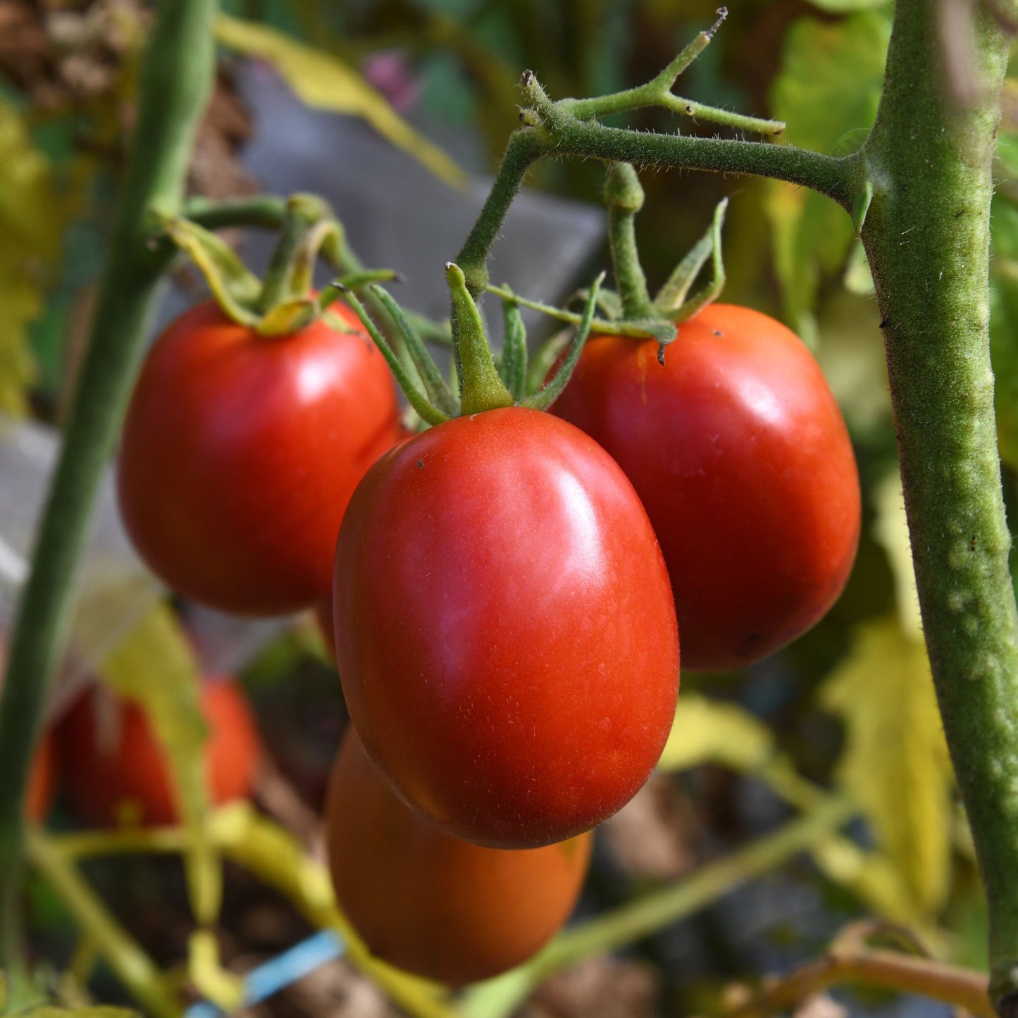 quodro roma tomatoe seed crop growing on farm