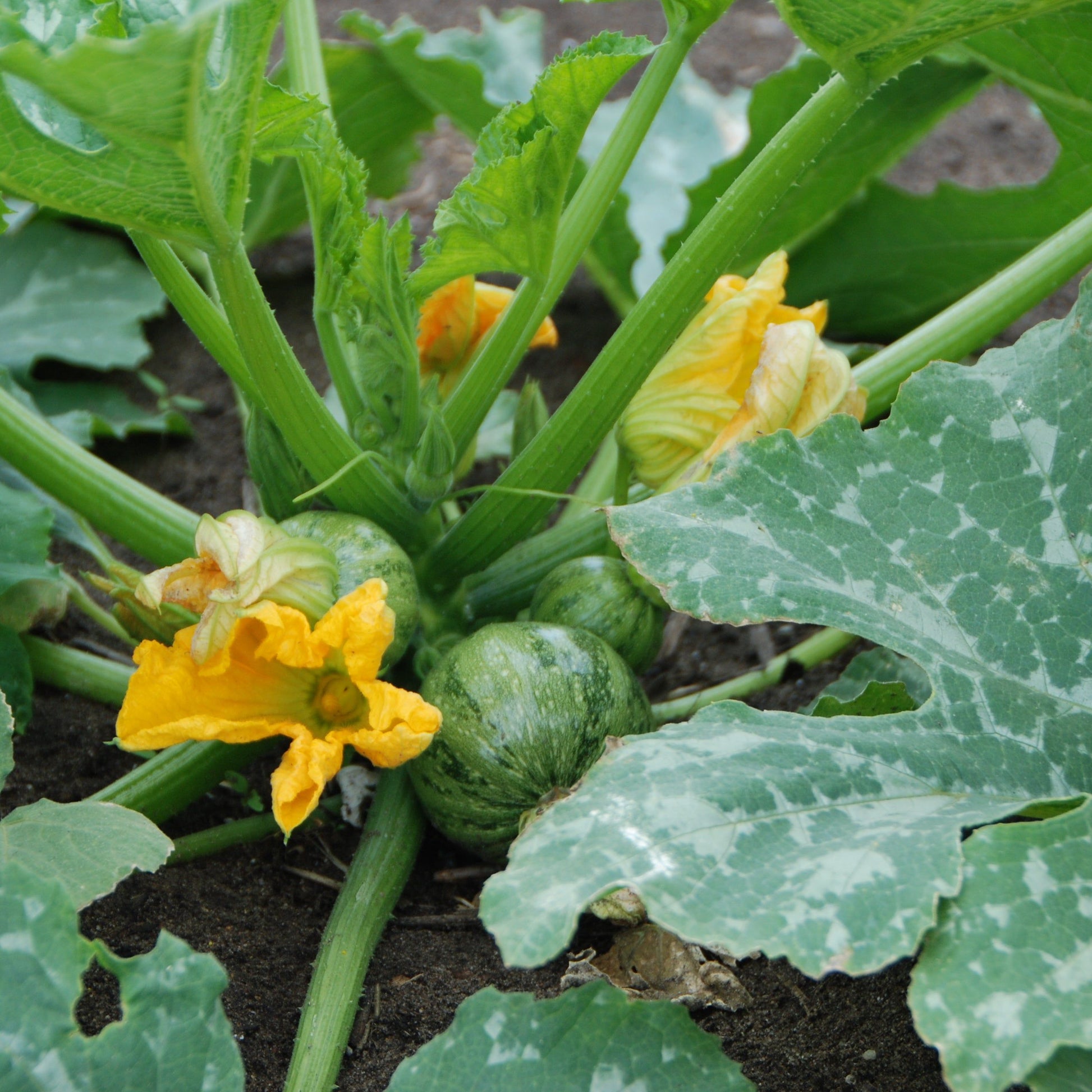 ronde de nice fruiting in field