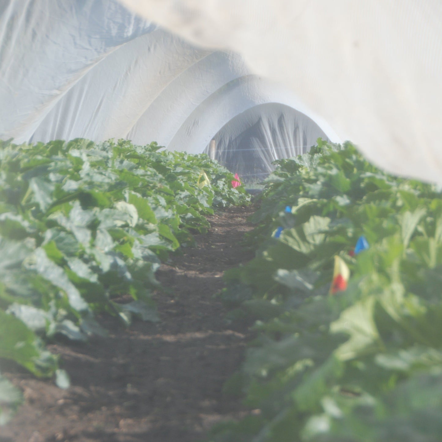 seed crop growing in isolation tunnel