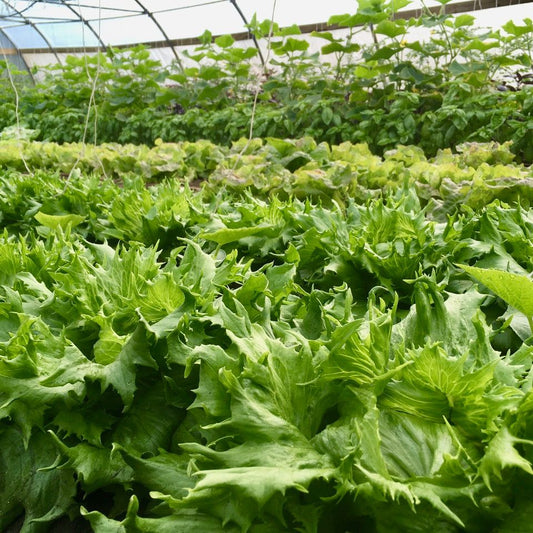 Green leafy vegetables growing in a greenhouse