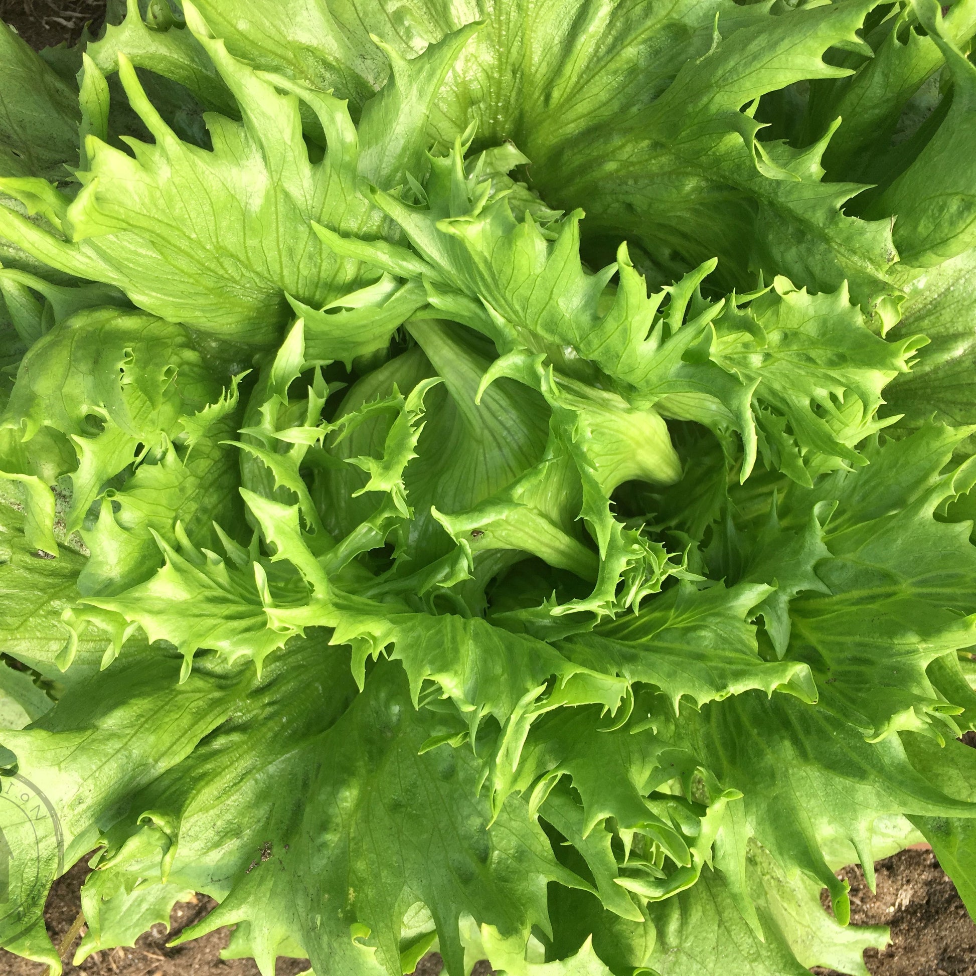Close-up of a green leafy lettuce, with a blurred background.