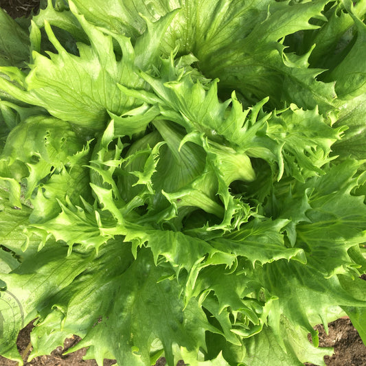 Close-up of a green leafy lettuce, with a blurred background.