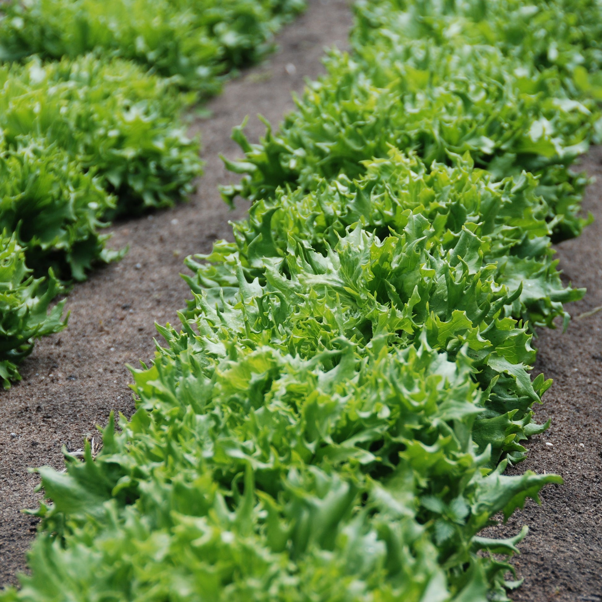Rows of green leafy plants growing in a garden bed.
