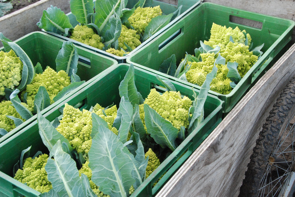 About Us – Transition Farm