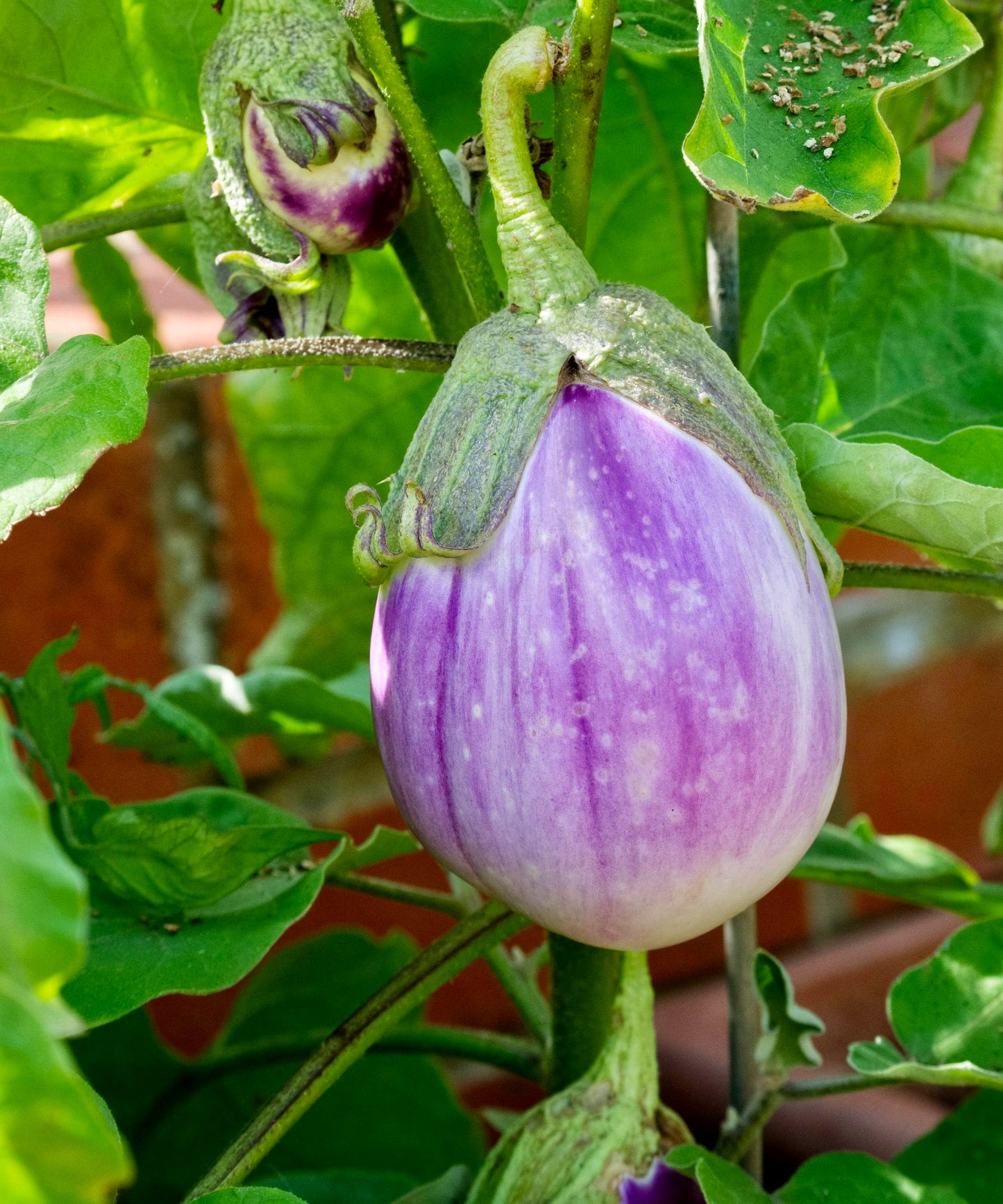 Eggplant 'Rosa Bianca'