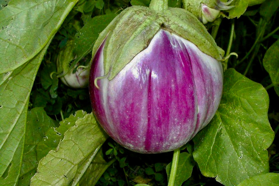 Eggplant 'Rosa Bianca'
