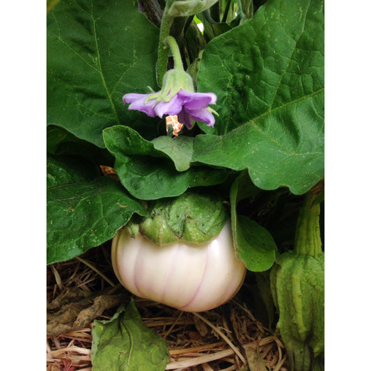 Eggplant 'Rosa Bianca'