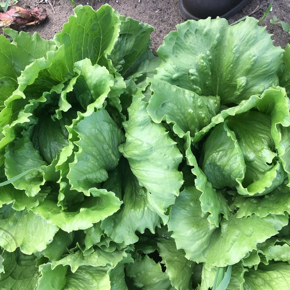 Close-up of fresh green lettuce leaves on a natural background