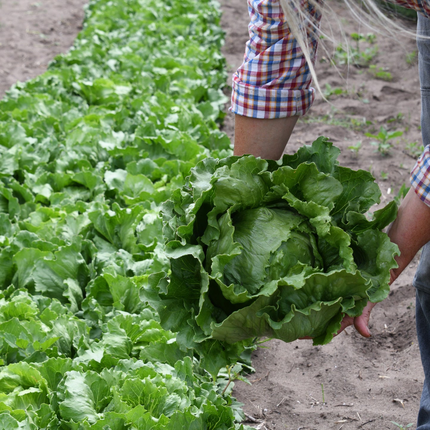 Person holding a head of lettuce in a garden