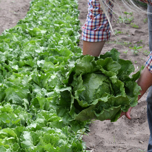 Person holding a head of lettuce in a garden