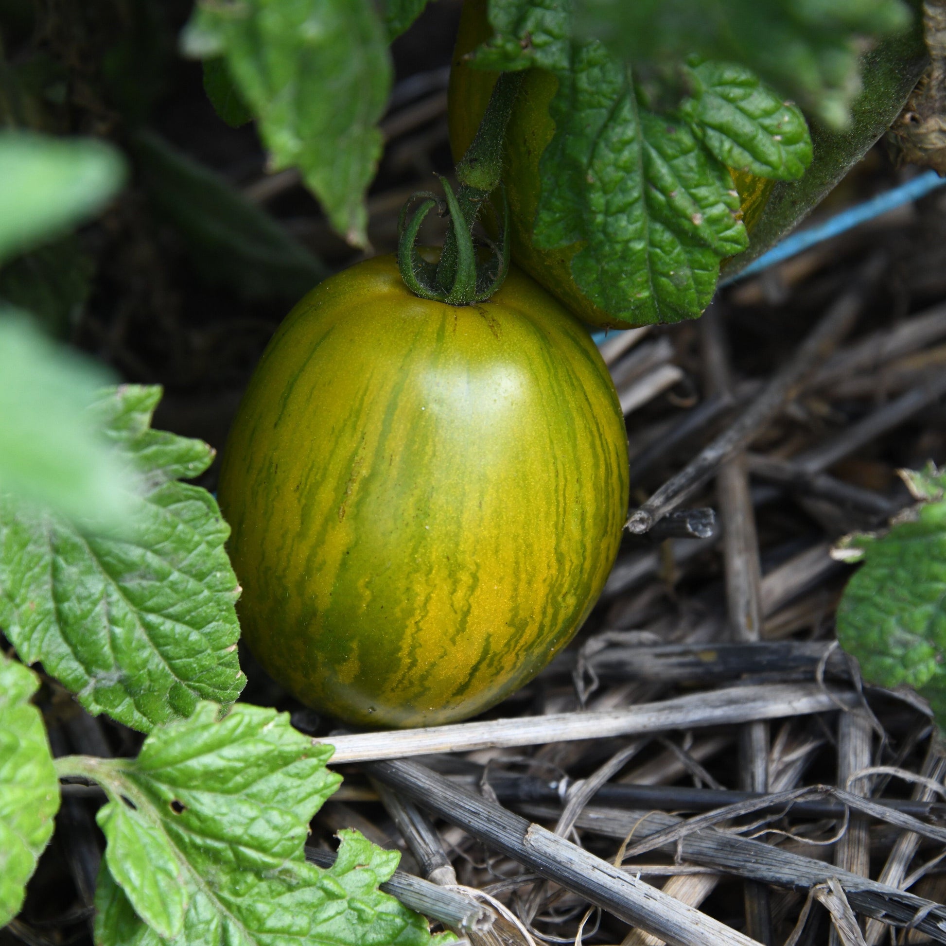 Green and yellow tomato growing on a vine with leaves and twigs in the background.