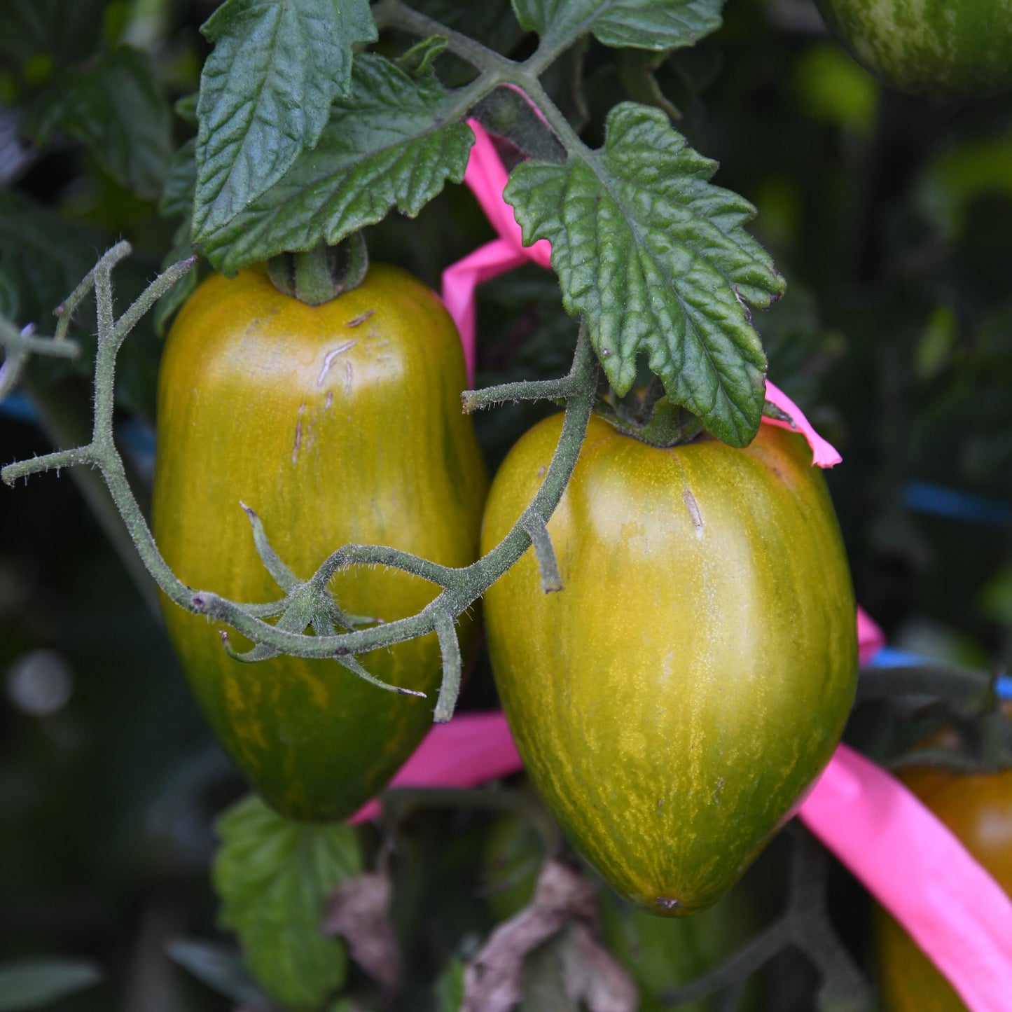 Green tomatoes on a vine with pink stakes and ribbons.