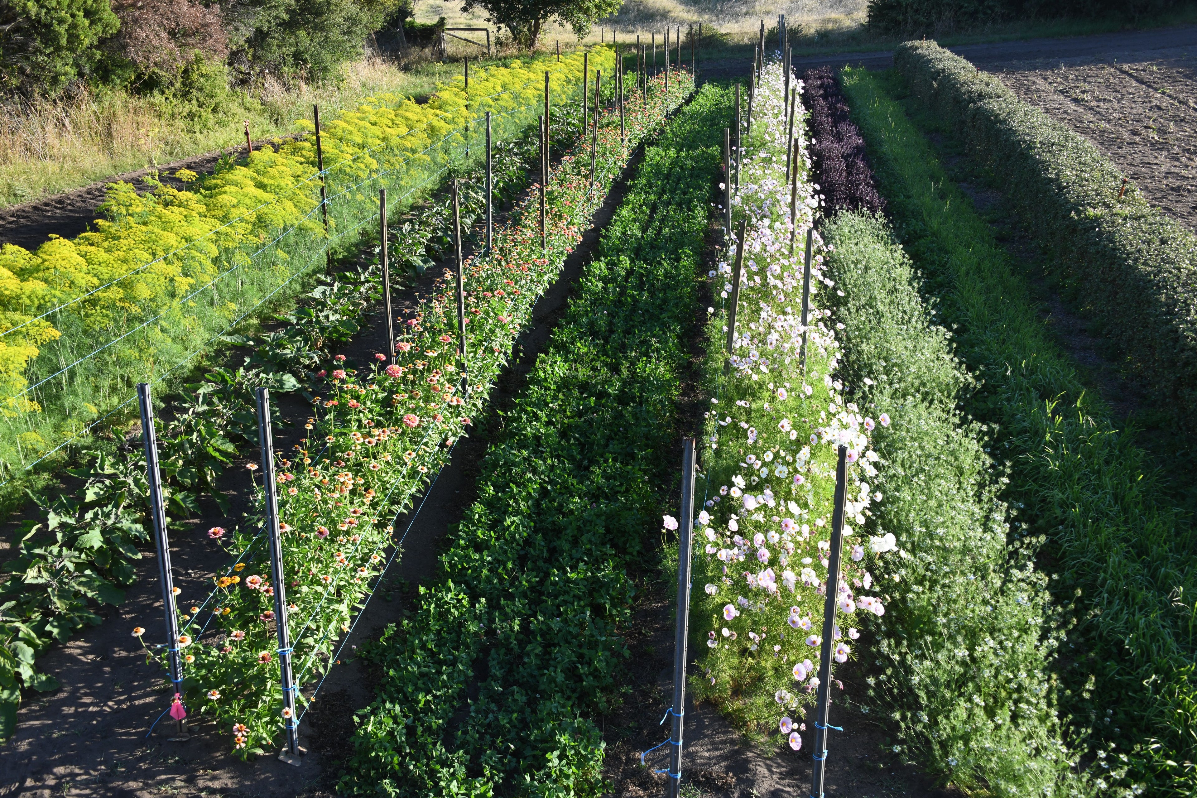 Seed crops in back paddock with rows of plants and flowers