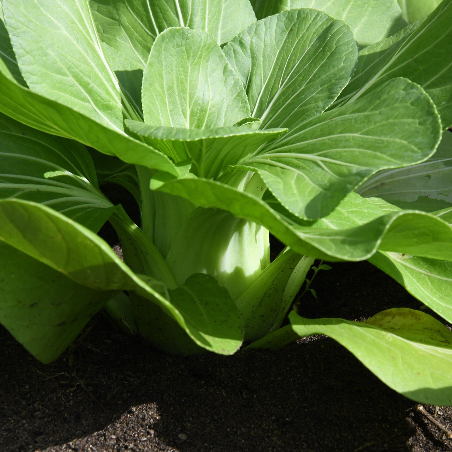 Close-up of a green leafy vegetable plant growing in soil