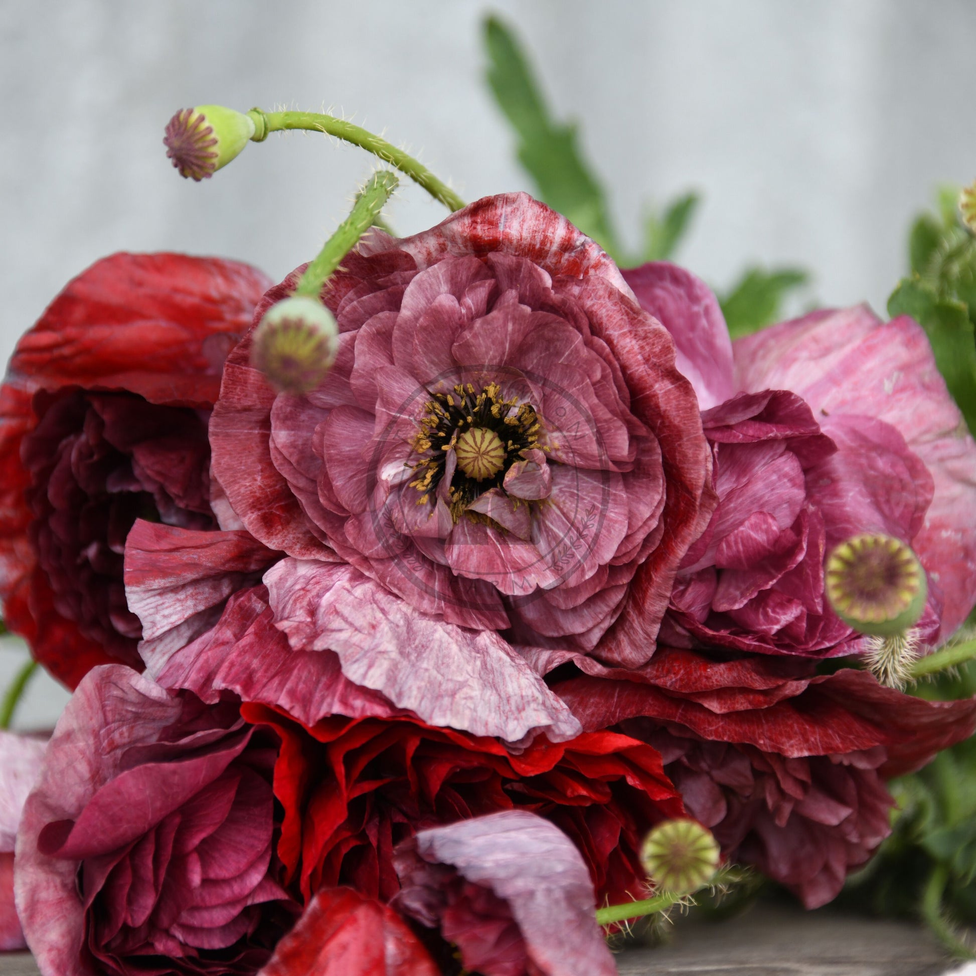 Close-up of red and pink flowers with green leaves on a blurred background